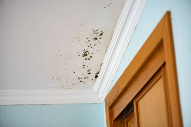 Best Certified Mold Removal  in Wildwood Lake, TN