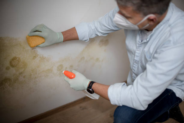 Attic Mold Removal