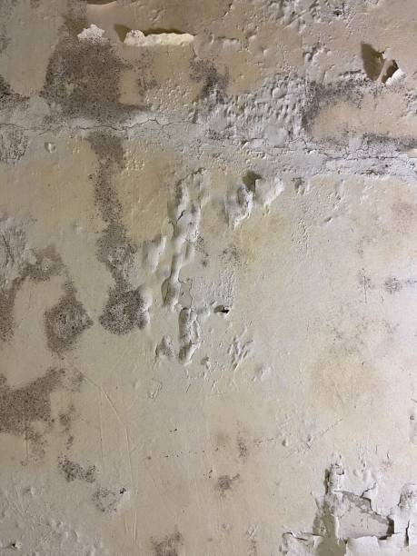 Best Mold Removal Company Near Me  in Wildwood Lake, TN